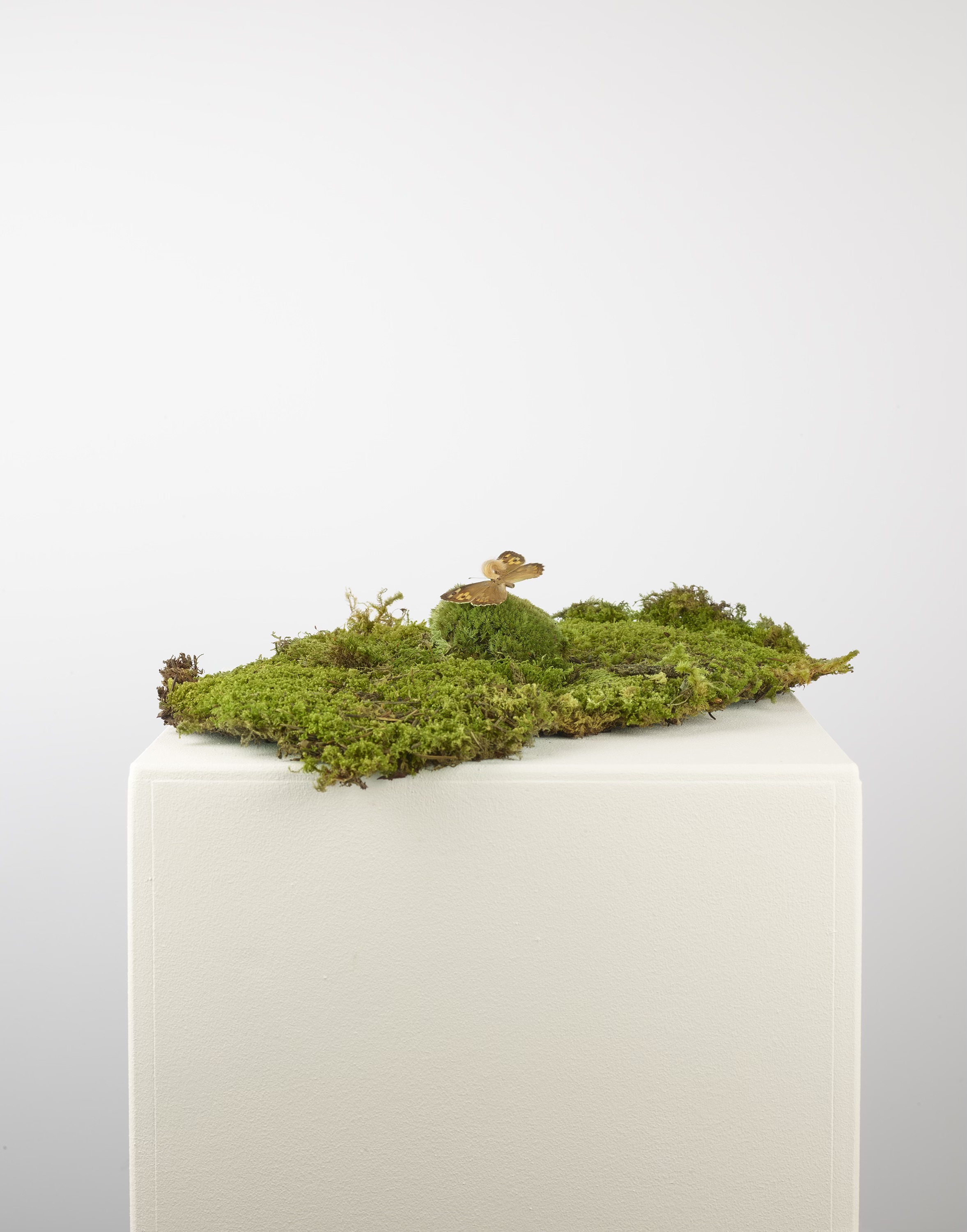 Poisoning Reality installation on pedestal showing the altered moth specimens